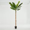 Online Flamant Bananenboom, Plant