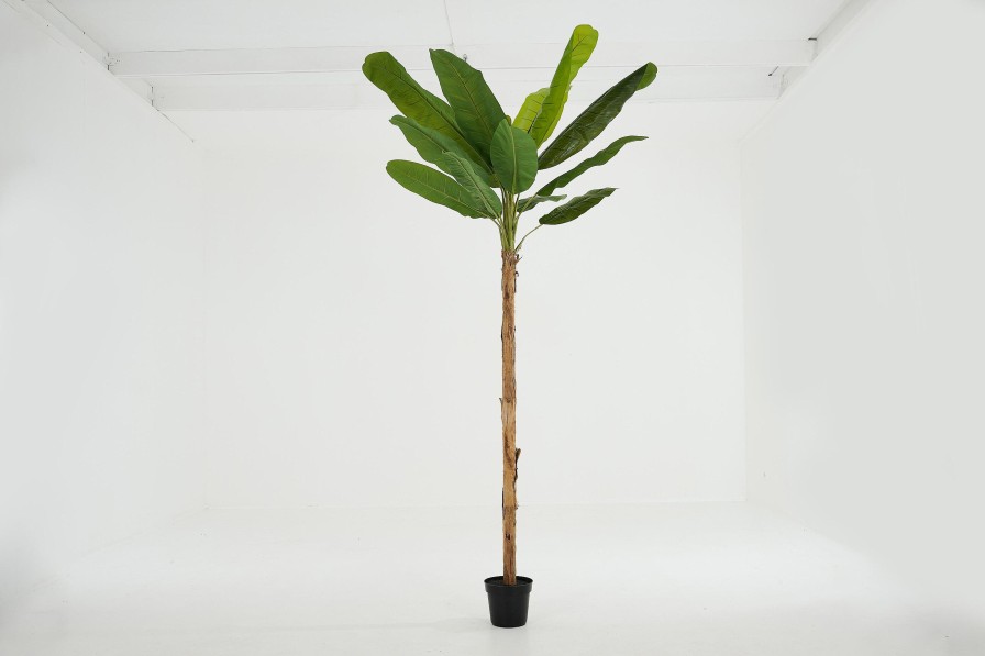 Online Flamant Bananenboom, Plant