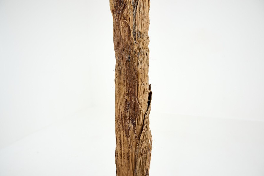 Online Flamant Bananenboom, Plant