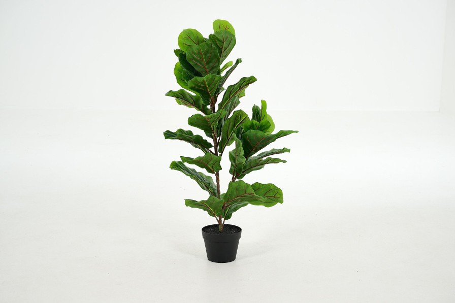 Clearance Flamant Fiddle Leaf-Vijg, Plant