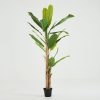 New Flamant Bananenboom, Plant