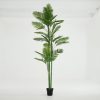 Best Flamant Arecapalm, Plant