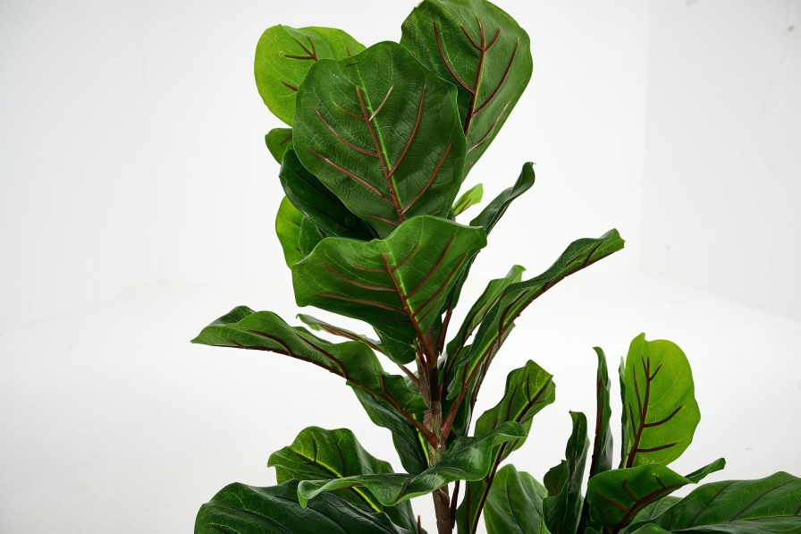 Clearance Flamant Fiddle Leaf-Vijg, Plant